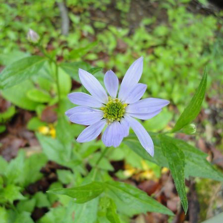 ホテル ペンション　アンティーク 那須町 エクステリア 写真